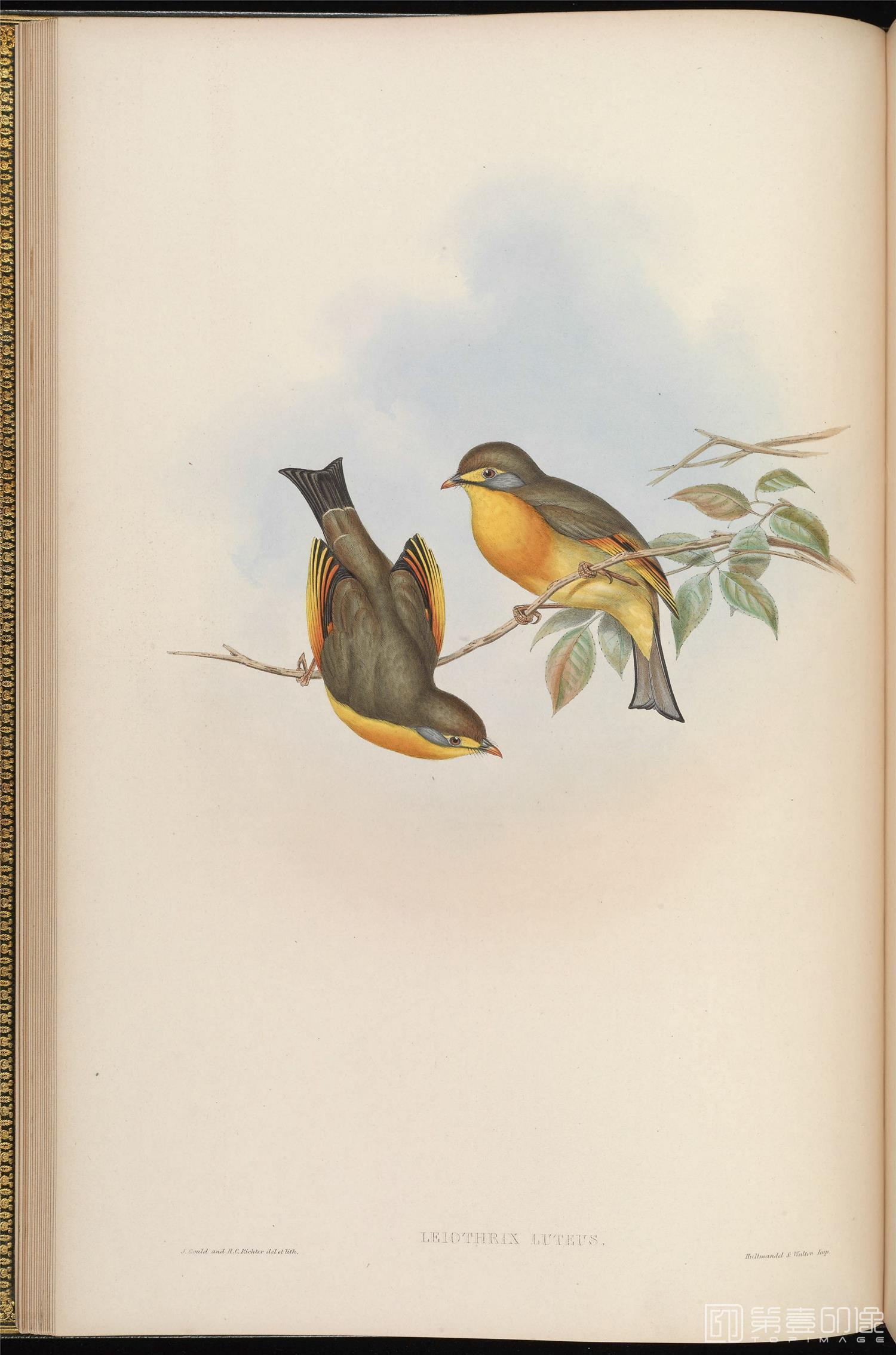 插画-John Gould 亚洲鸟类版画.Birds of Asia.共7卷之卷4.By John Gould.英文本.1850至1883年出版-068 插画-John Gould 亚洲鸟类版画.Birds of Asia.共7卷之卷4.By John Gould.英文本.1850至1883年出版-068
