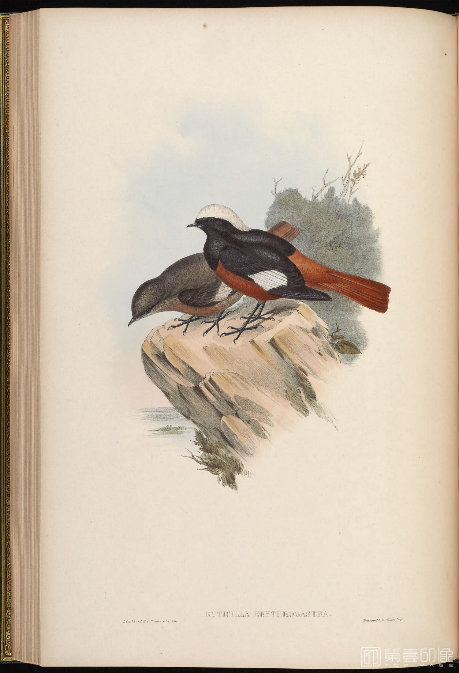 插画-John Gould 亚洲鸟类版画.Birds of Asia.共7卷之卷4.By John Gould.英文本.1850至1883年出版-152 插画-John Gould 亚洲鸟类版画.Birds of Asia.共7卷之卷4.By John Gould.英文本.1850至1883年出版-152