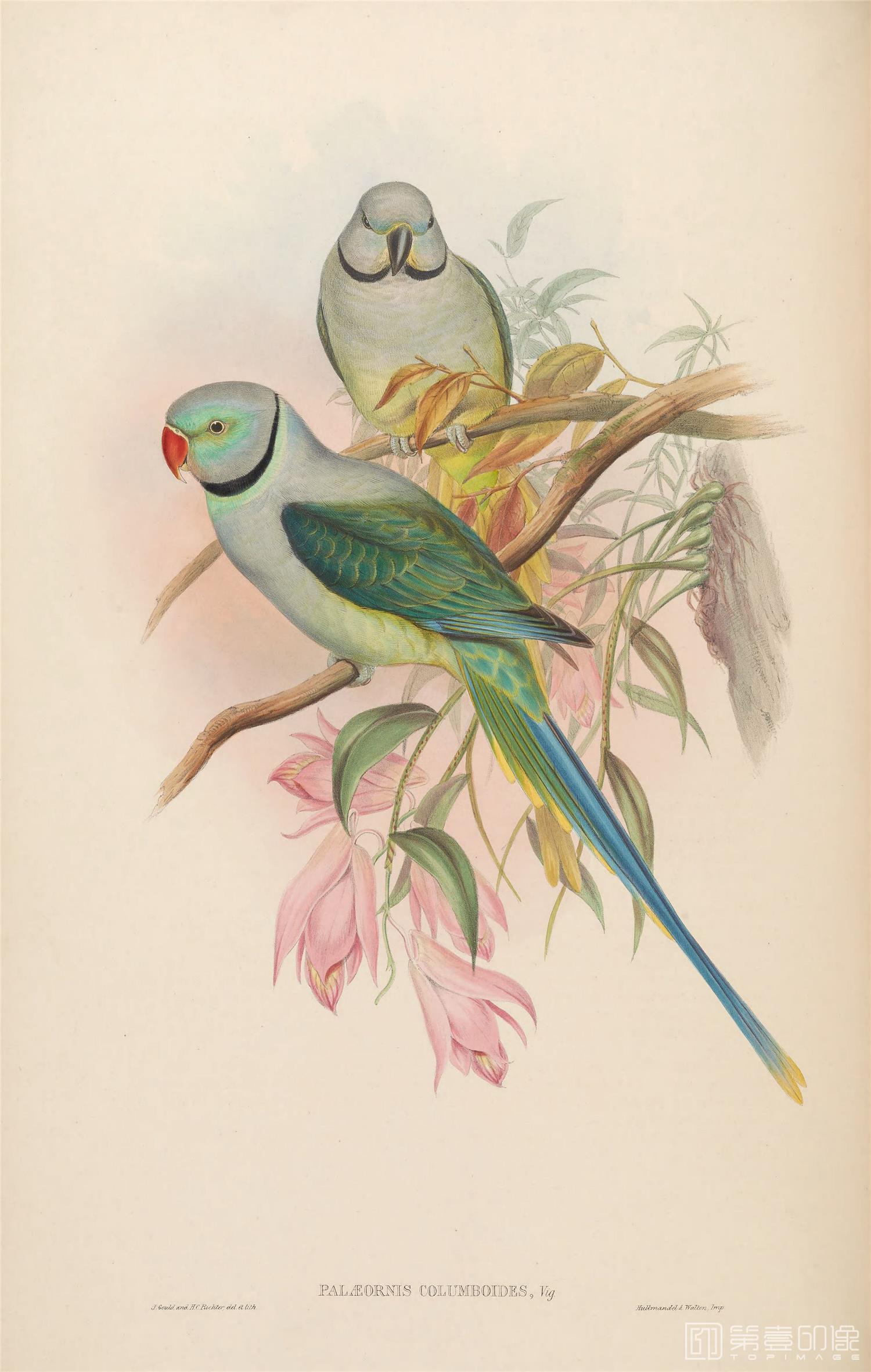 插画-John Gould 亚洲鸟类版画.Birds of Asia.共7卷之卷6.By John Gould.英文本.1850至1883年出版-036 插画-John Gould 亚洲鸟类版画.Birds of Asia.共7卷之卷6.By John Gould.英文本.1850至1883年出版-036