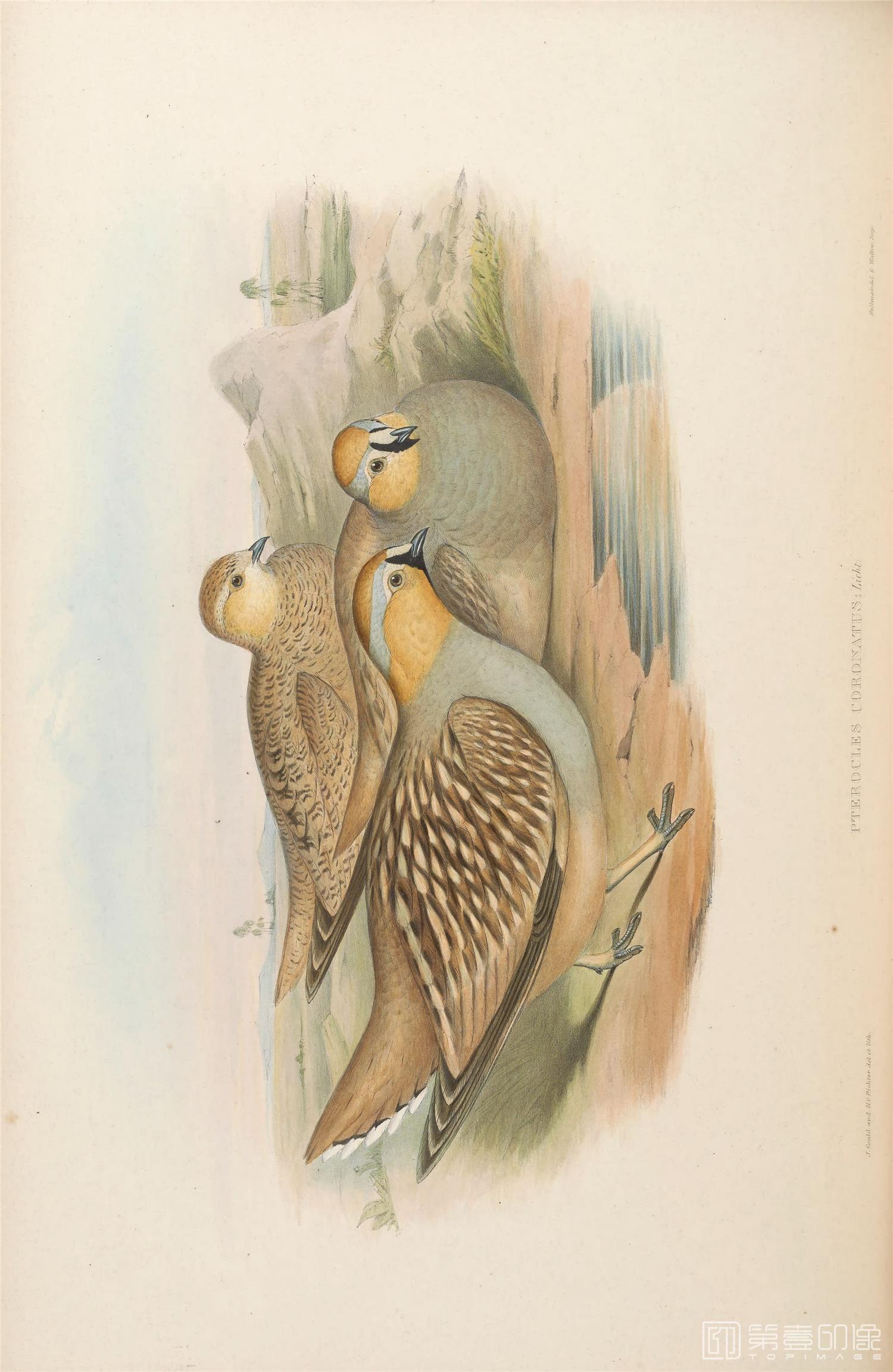插画-John Gould 亚洲鸟类版画.Birds of Asia.共7卷之卷6.By John Gould.英文本.1850至1883年出版-260 插画-John Gould 亚洲鸟类版画.Birds of Asia.共7卷之卷6.By John Gould.英文本.1850至1883年出版-260
