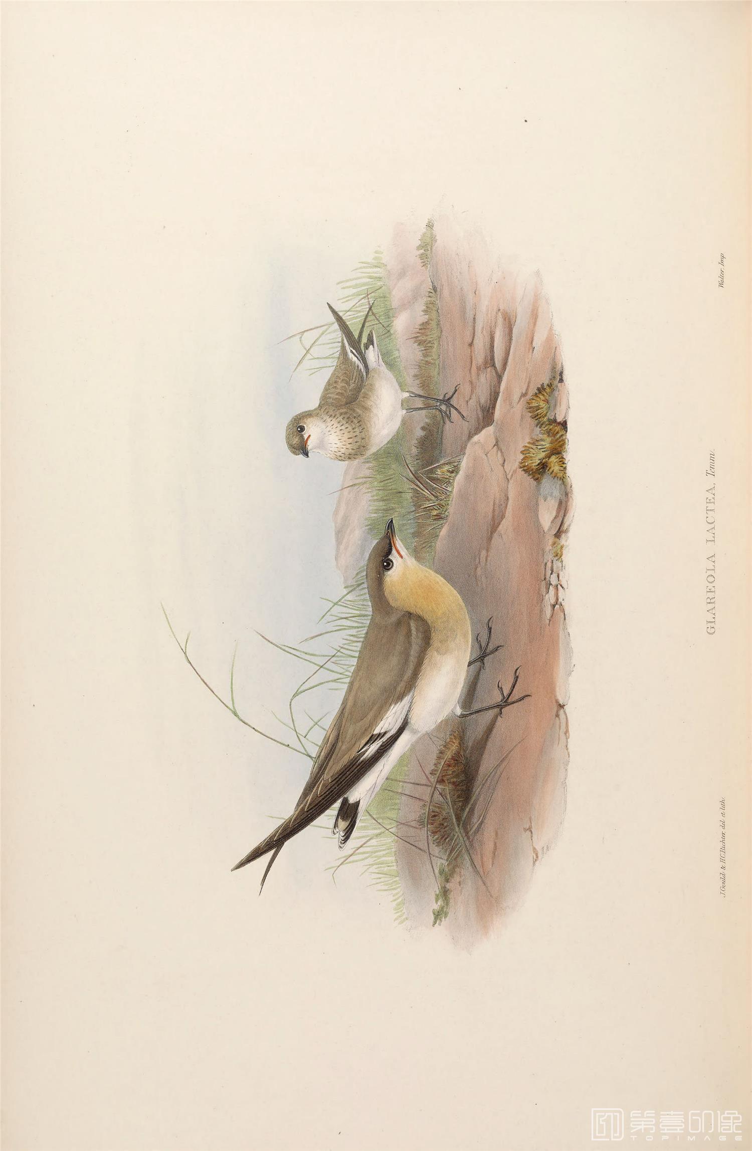 插画-John Gould 亚洲鸟类版画.Birds of Asia.共7卷之卷7.By John Gould.英文本.1850至1883年出版-264 插画-John Gould 亚洲鸟类版画.Birds of Asia.共7卷之卷7.By John Gould.英文本.1850至1883年出版-264
