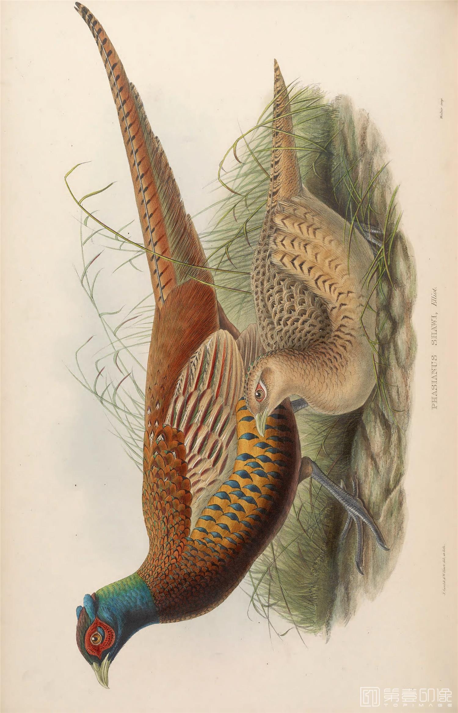 插画-John Gould 亚洲鸟类版画.Birds of Asia.共7卷之卷7.By John Gould.英文本.1850至1883年出版-148