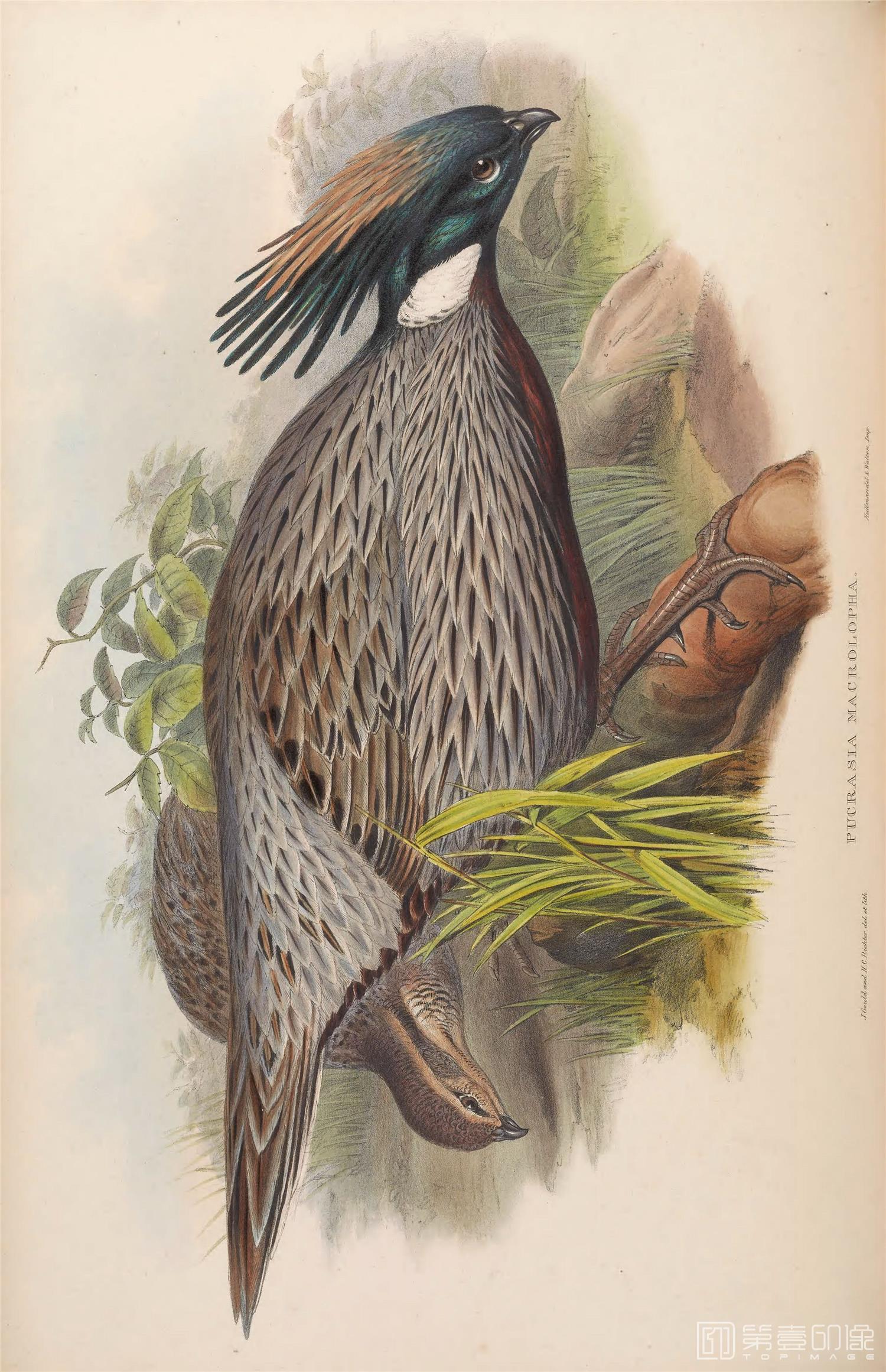 插画-John Gould 亚洲鸟类版画.Birds of Asia.共7卷之卷7.By John Gould.英文本.1850至1883年出版-112 插画-John Gould 亚洲鸟类版画.Birds of Asia.共7卷之卷7.By John Gould.英文本.1850至1883年出版-112