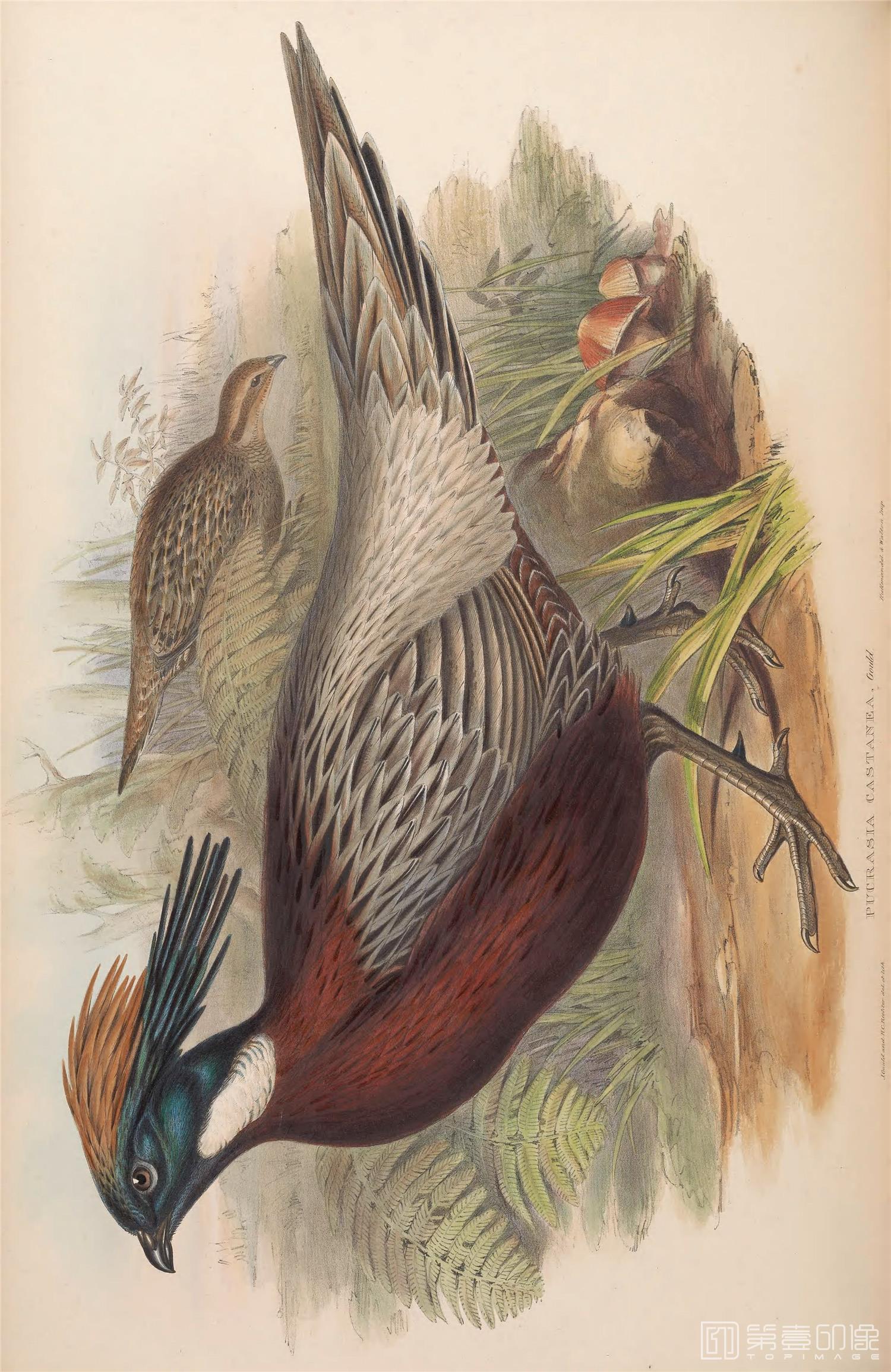 插画-John Gould 亚洲鸟类版画.Birds of Asia.共7卷之卷7.By John Gould.英文本.1850至1883年出版-116 插画-John Gould 亚洲鸟类版画.Birds of Asia.共7卷之卷7.By John Gould.英文本.1850至1883年出版-116