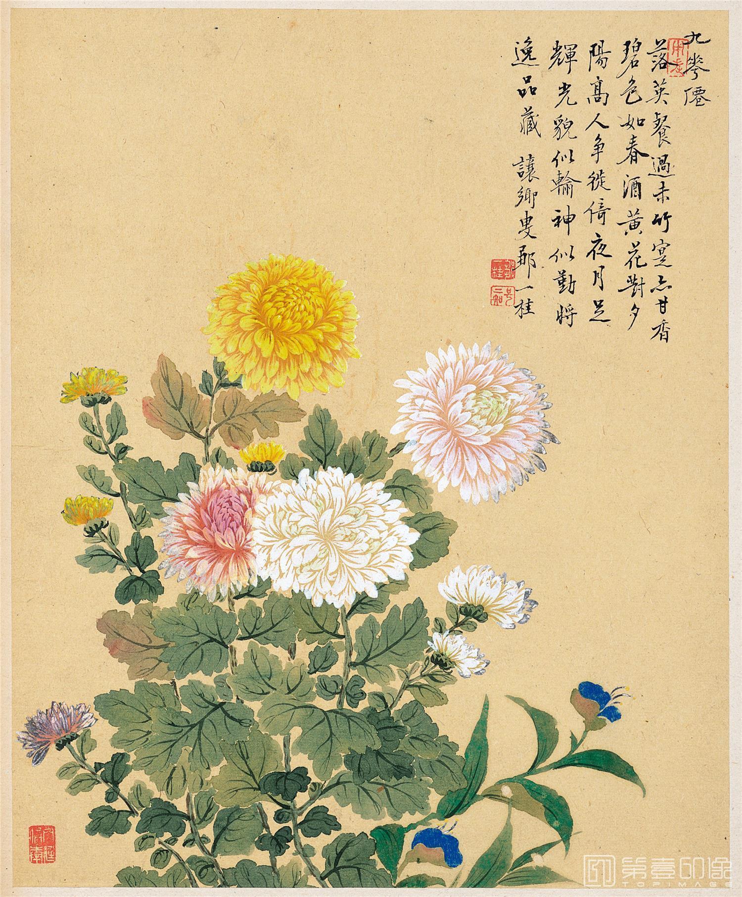 水彩画-花卉八开-5-菊花图 26x32