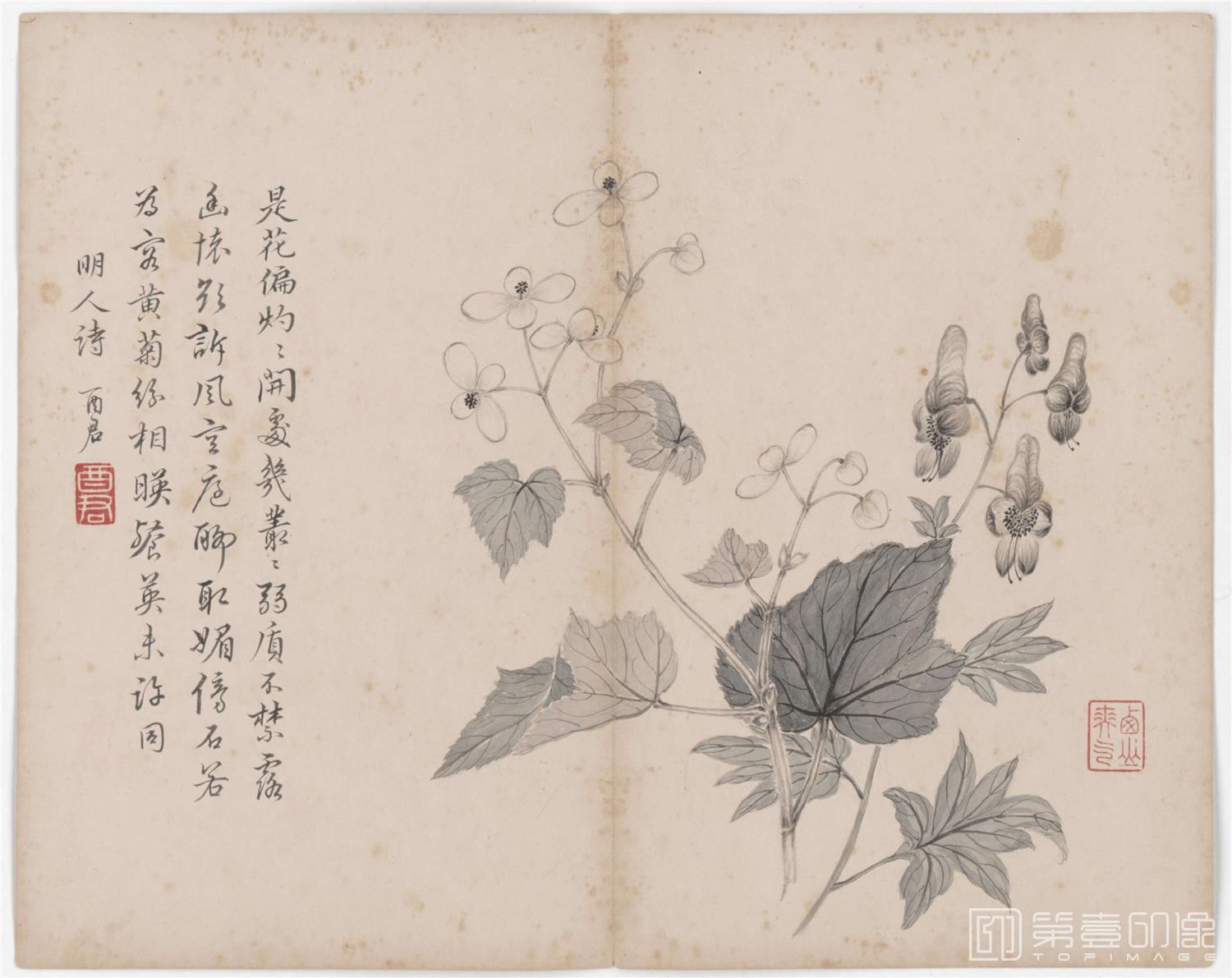 手绘-花卉册12帧-25 27.5x34.6cm