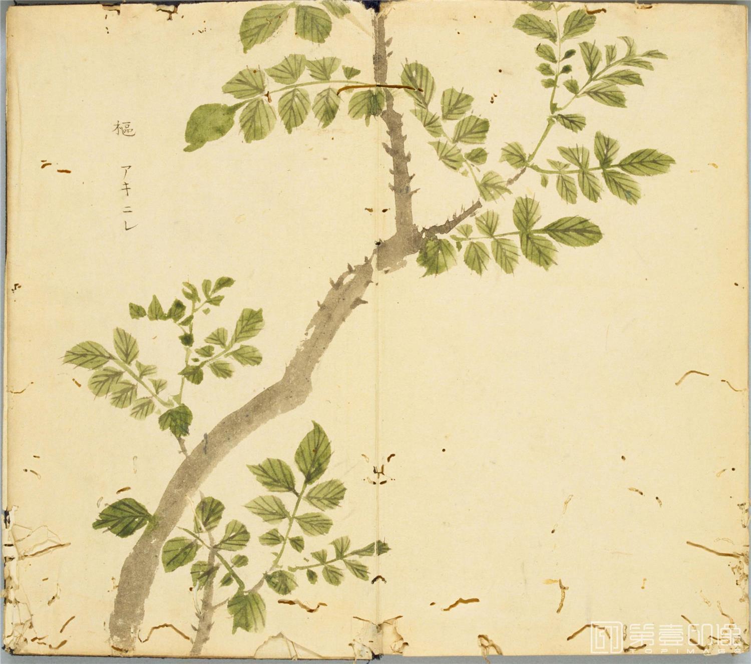 水彩画-细井徇撰 诗经名物图解.高清.十贴.细井徇撰绘.弘化4年自序-191