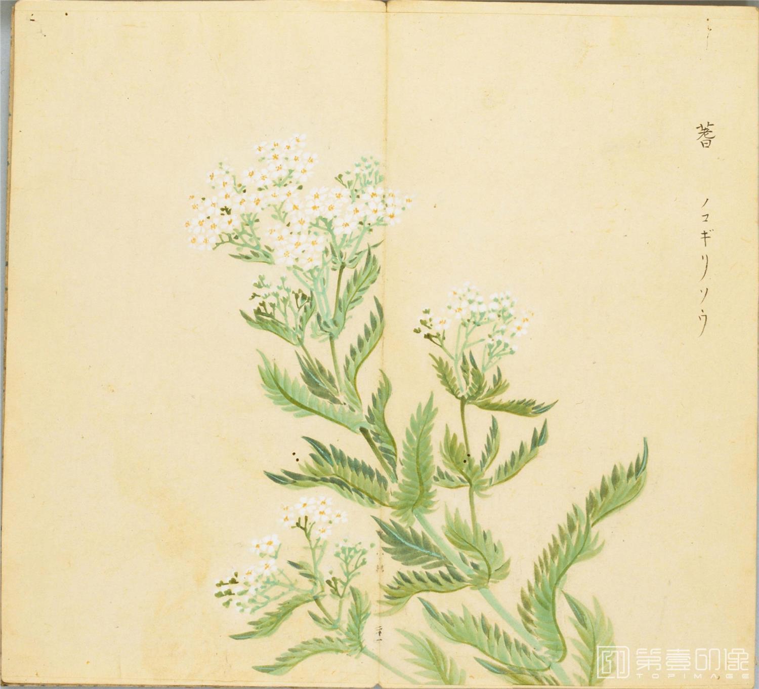 水彩画-细井徇撰 诗经名物图解.高清.十贴.细井徇撰绘.弘化4年自序-085
