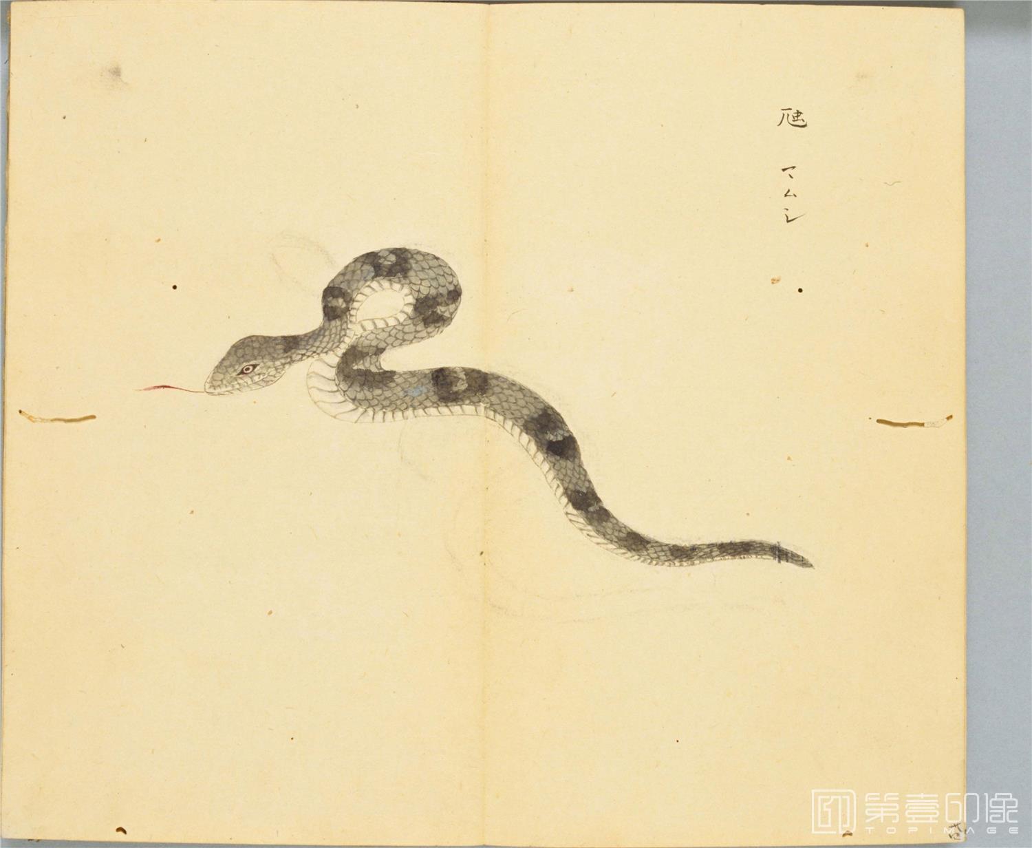 水彩画-细井徇撰 诗经名物图解.高清.十贴.细井徇撰绘.弘化4年自序-468