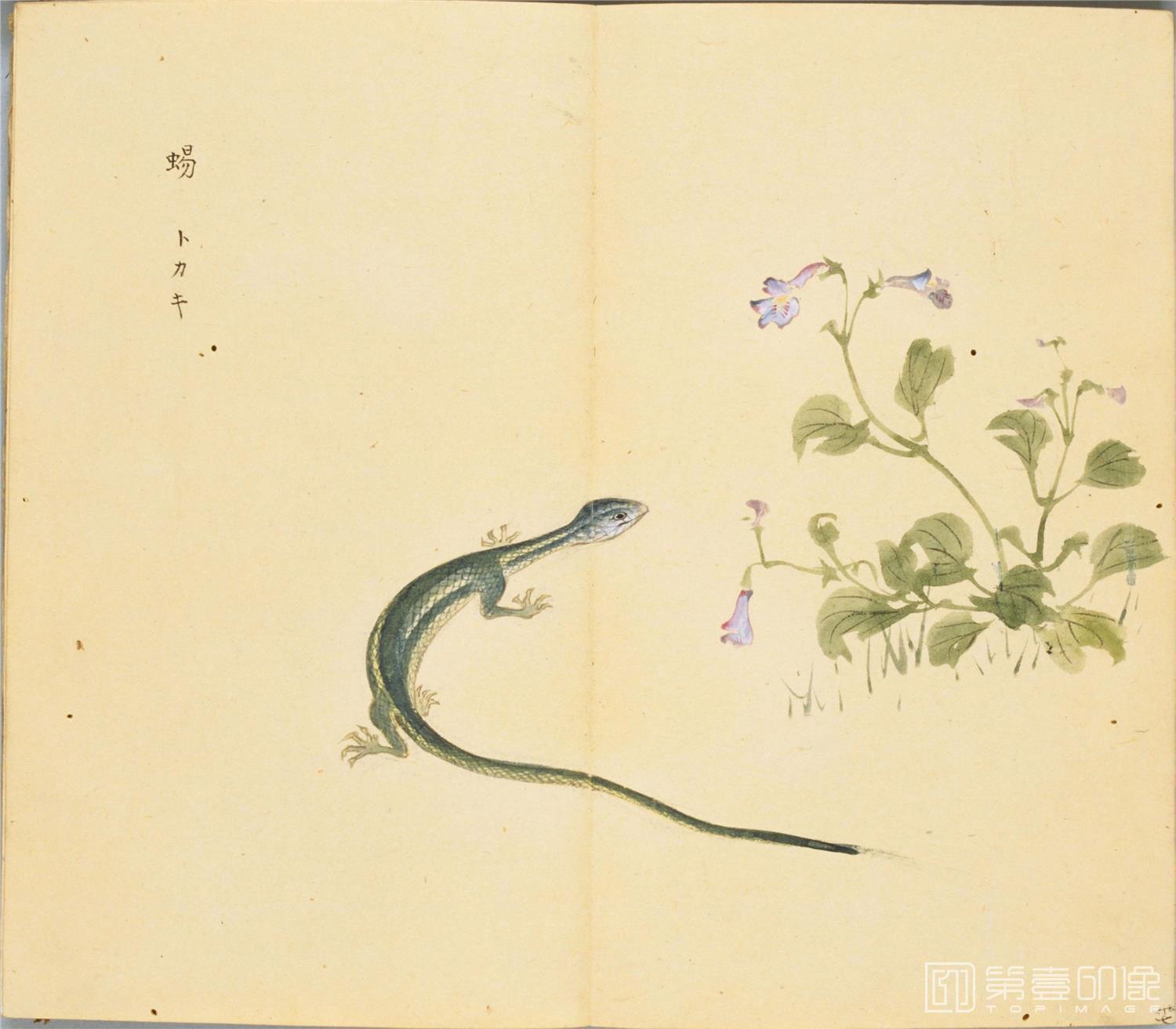 水彩画-细井徇撰 诗经名物图解.高清.十贴.细井徇撰绘.弘化4年自序-471