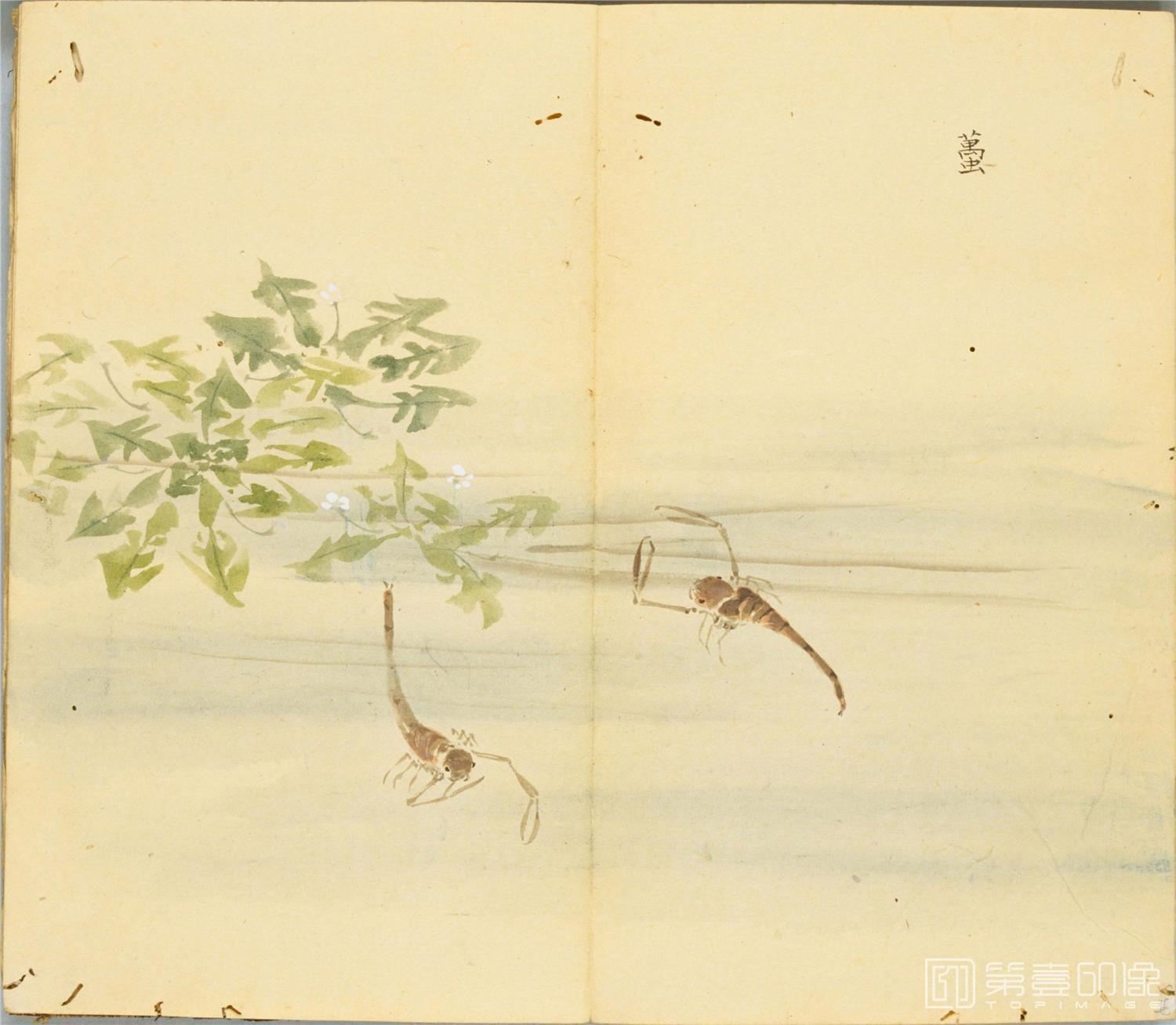 水彩画-细井徇撰 诗经名物图解.高清.十贴.细井徇撰绘.弘化4年自序-481