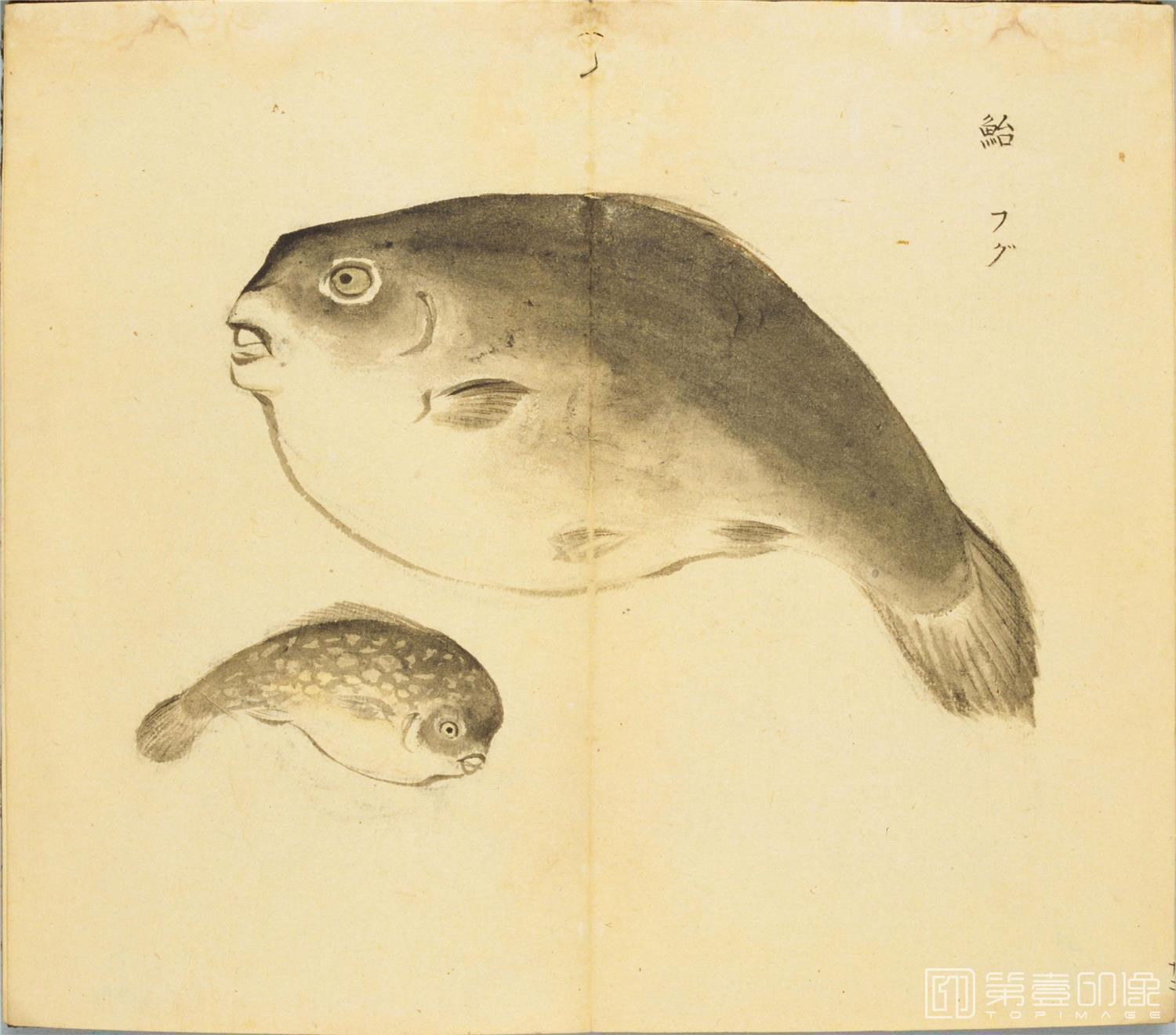 水彩画-细井徇撰 诗经名物图解.高清.十贴.细井徇撰绘.弘化4年自序-418