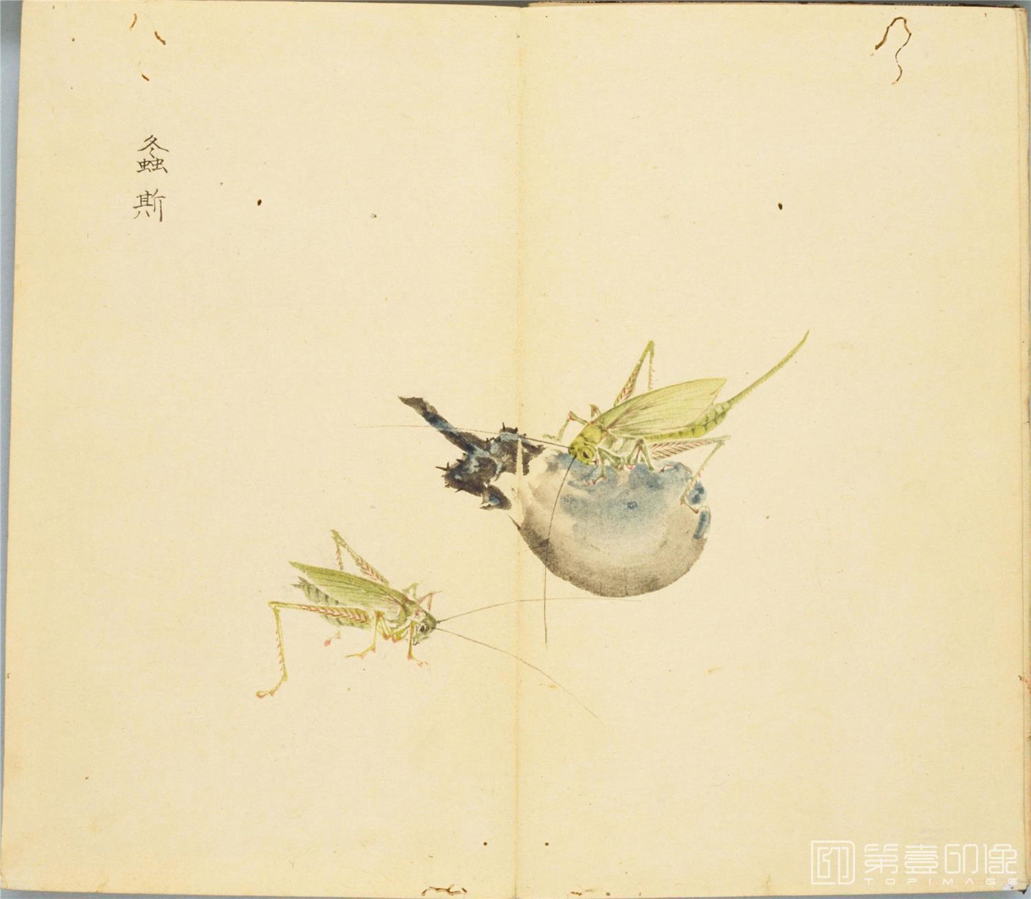 水彩画-细井徇撰 诗经名物图解.高清.十贴.细井徇撰绘.弘化4年自序-435