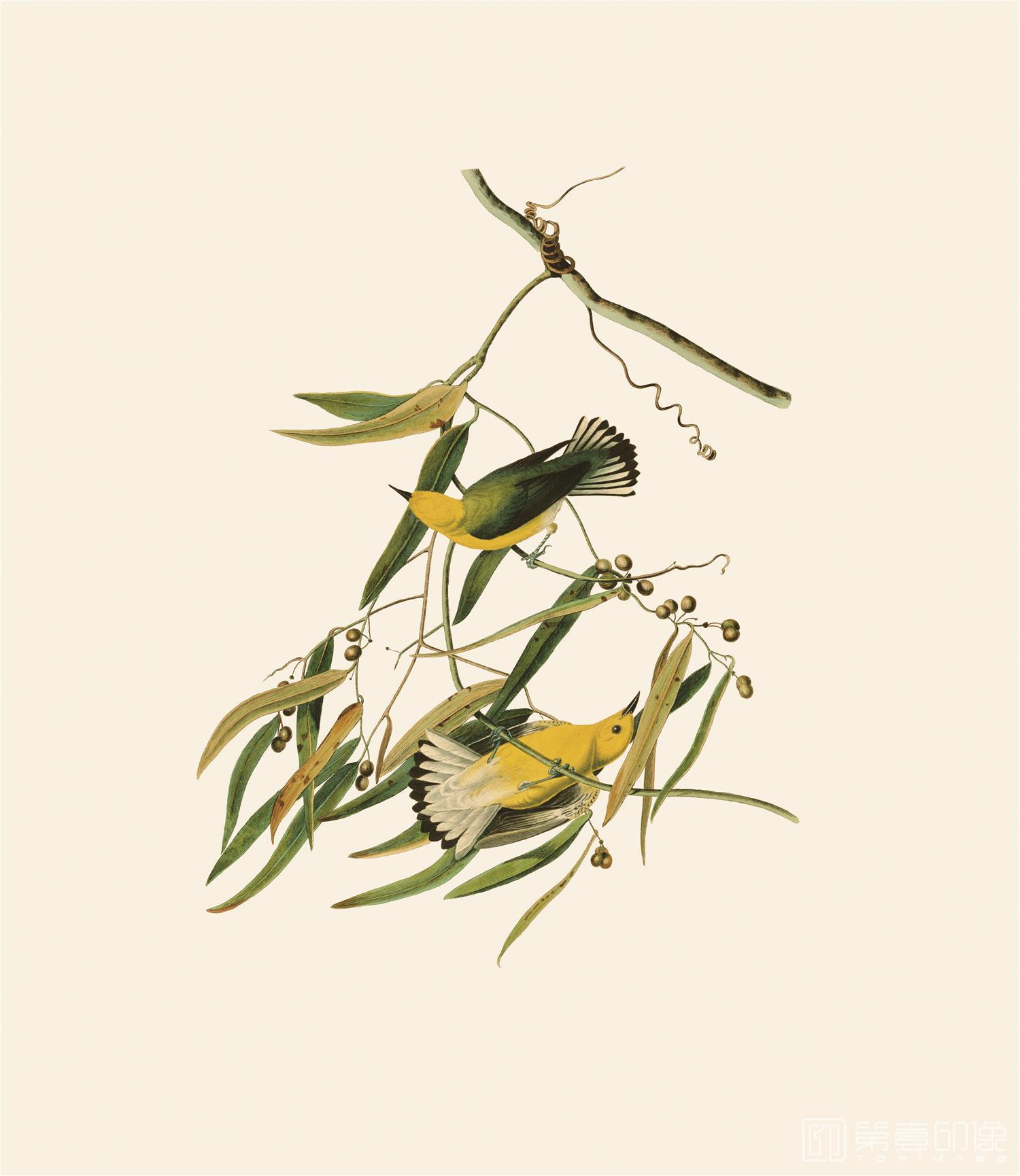 手绘-约翰·詹姆斯·奥杜邦手绘作品-432