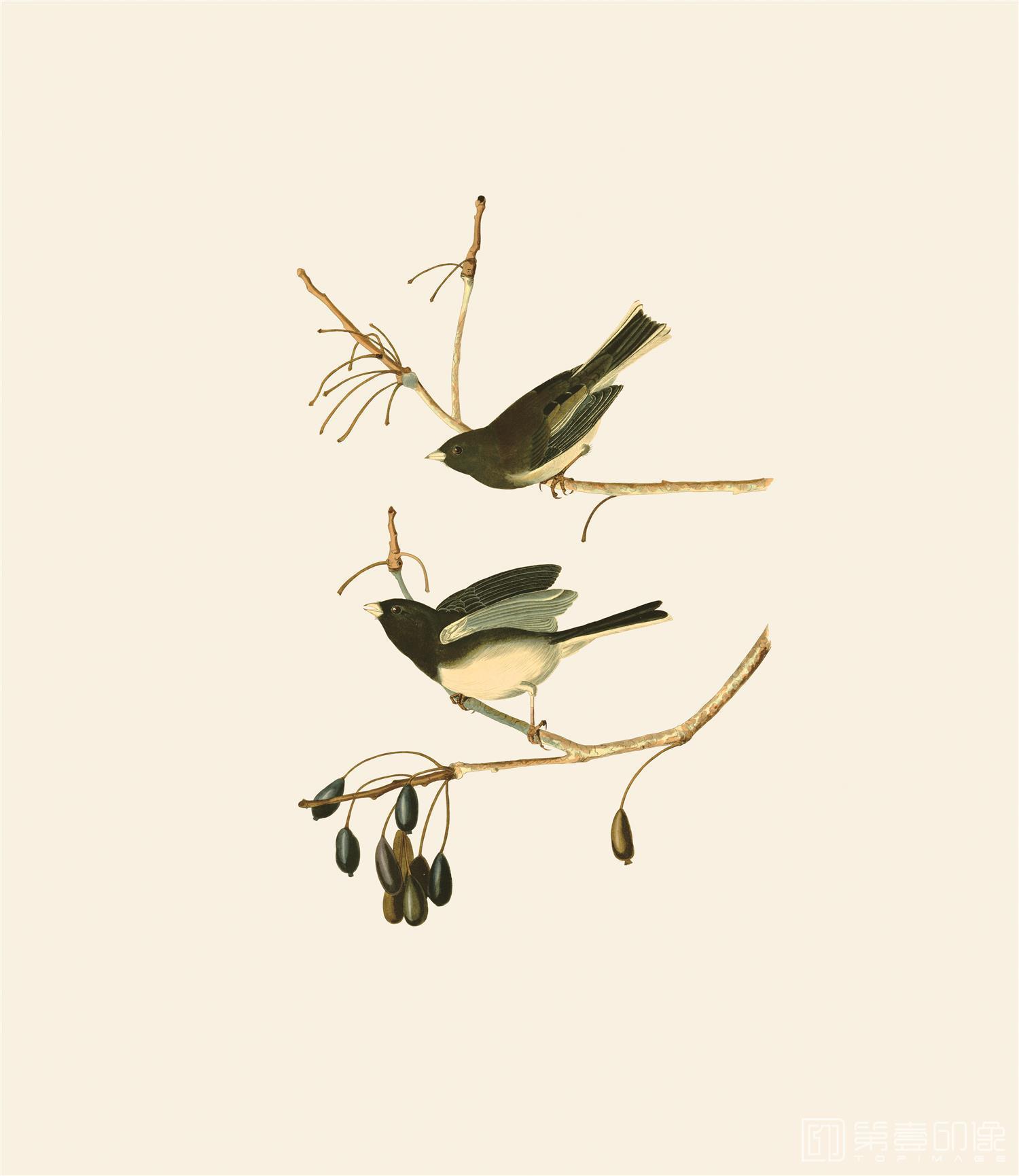 手绘-约翰·詹姆斯·奥杜邦手绘作品-434