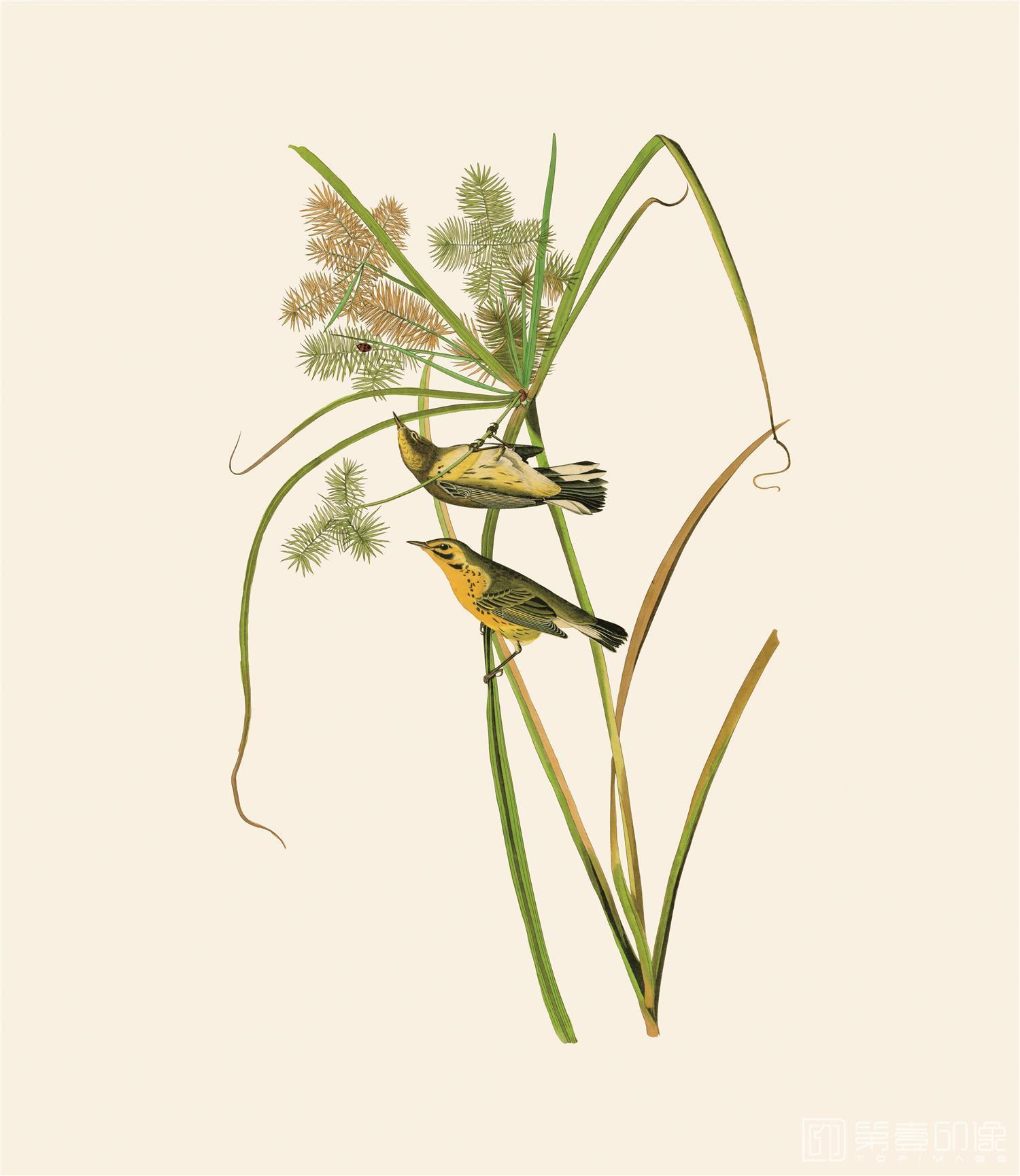 手绘-约翰·詹姆斯·奥杜邦手绘作品-435
