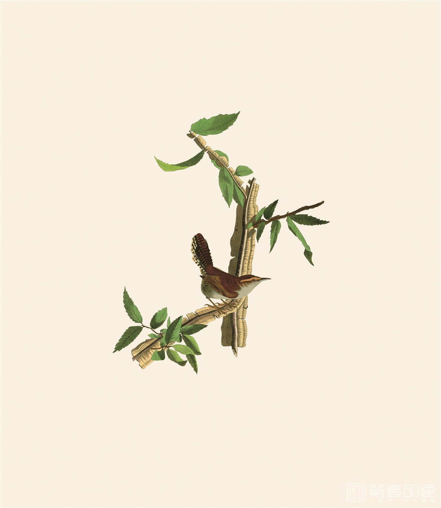 手绘-约翰·詹姆斯·奥杜邦手绘作品-437