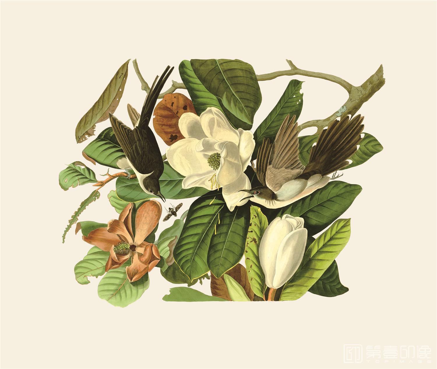 手绘-约翰·詹姆斯·奥杜邦手绘作品-444