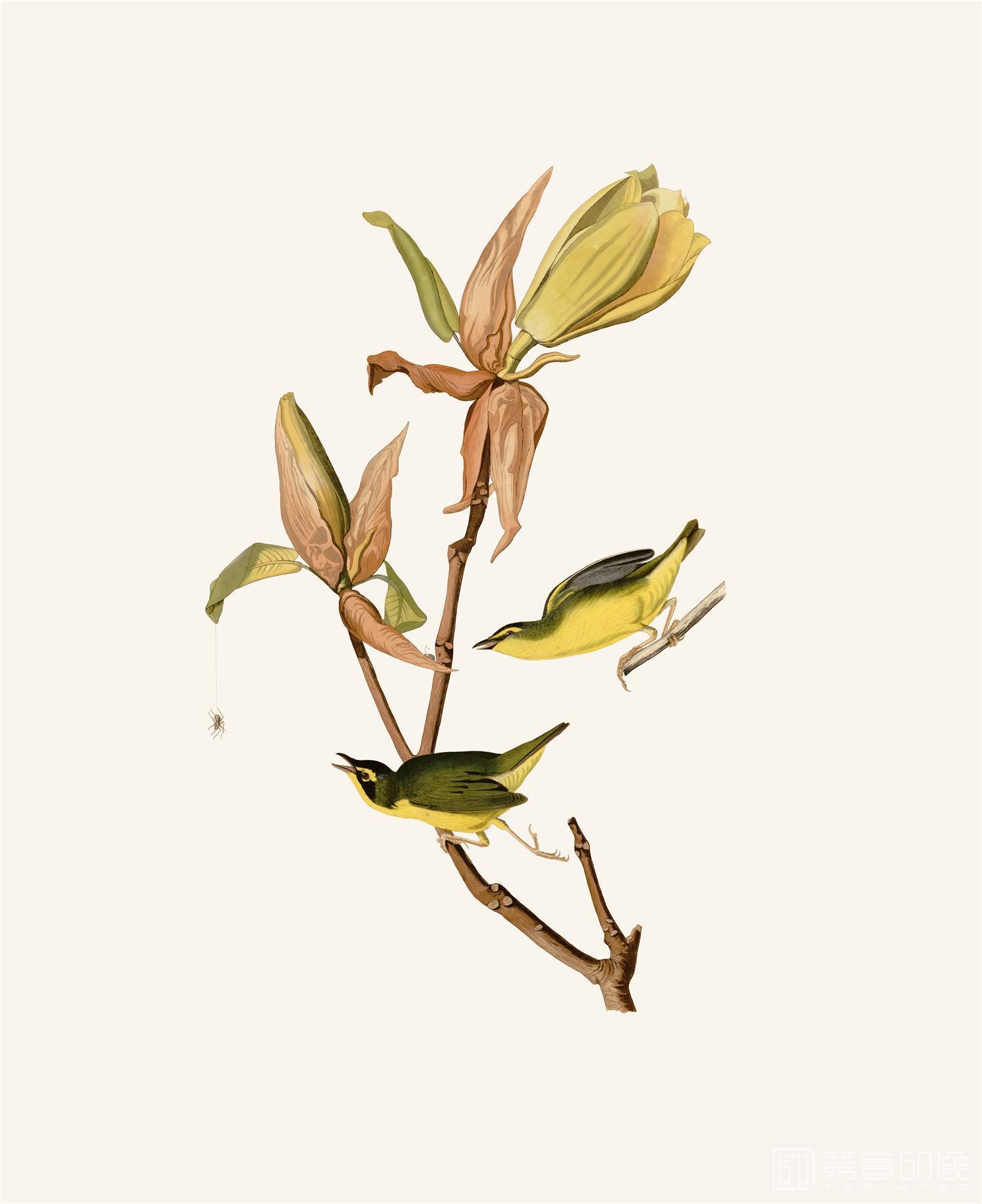 手绘-约翰·詹姆斯·奥杜邦手绘作品-447
