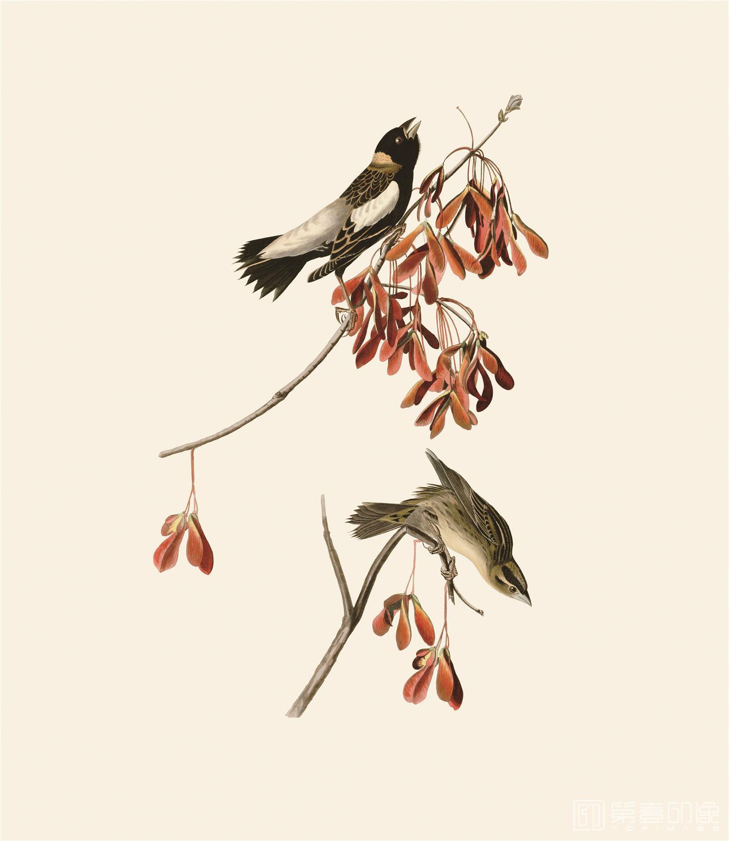 手绘-约翰·詹姆斯·奥杜邦手绘作品-453