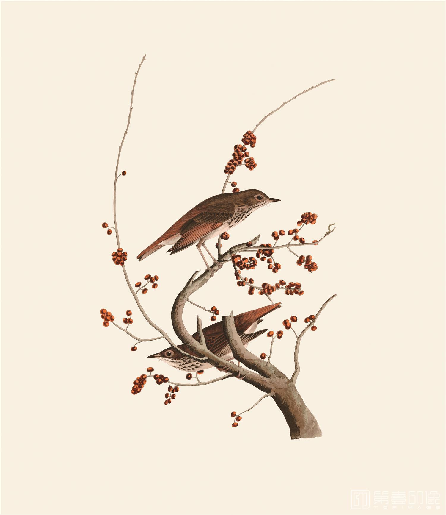 手绘-约翰·詹姆斯·奥杜邦手绘作品-454