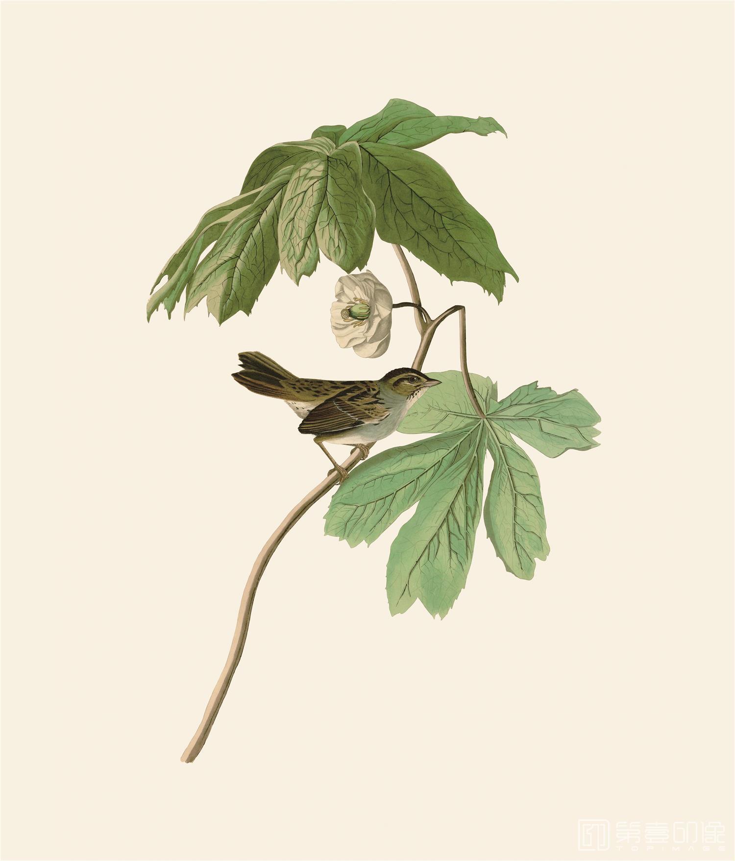 手绘-约翰·詹姆斯·奥杜邦手绘作品-456