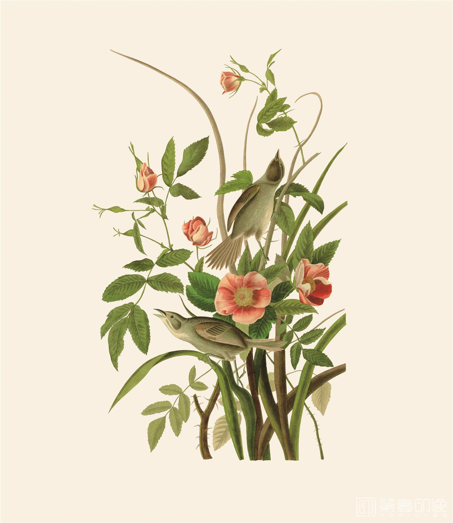 手绘-约翰·詹姆斯·奥杜邦手绘作品-462