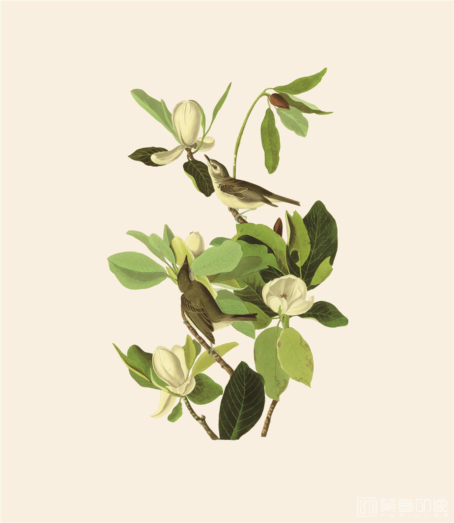 手绘-约翰·詹姆斯·奥杜邦手绘作品-464