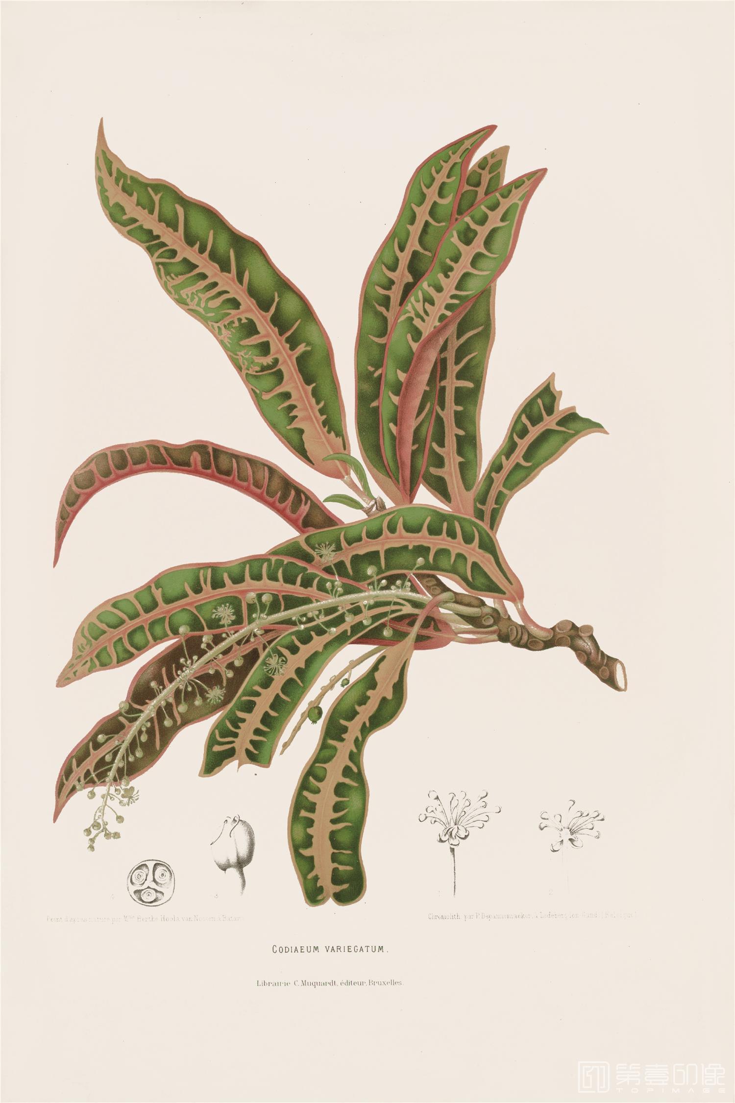 手绘-手绘植物果实-1