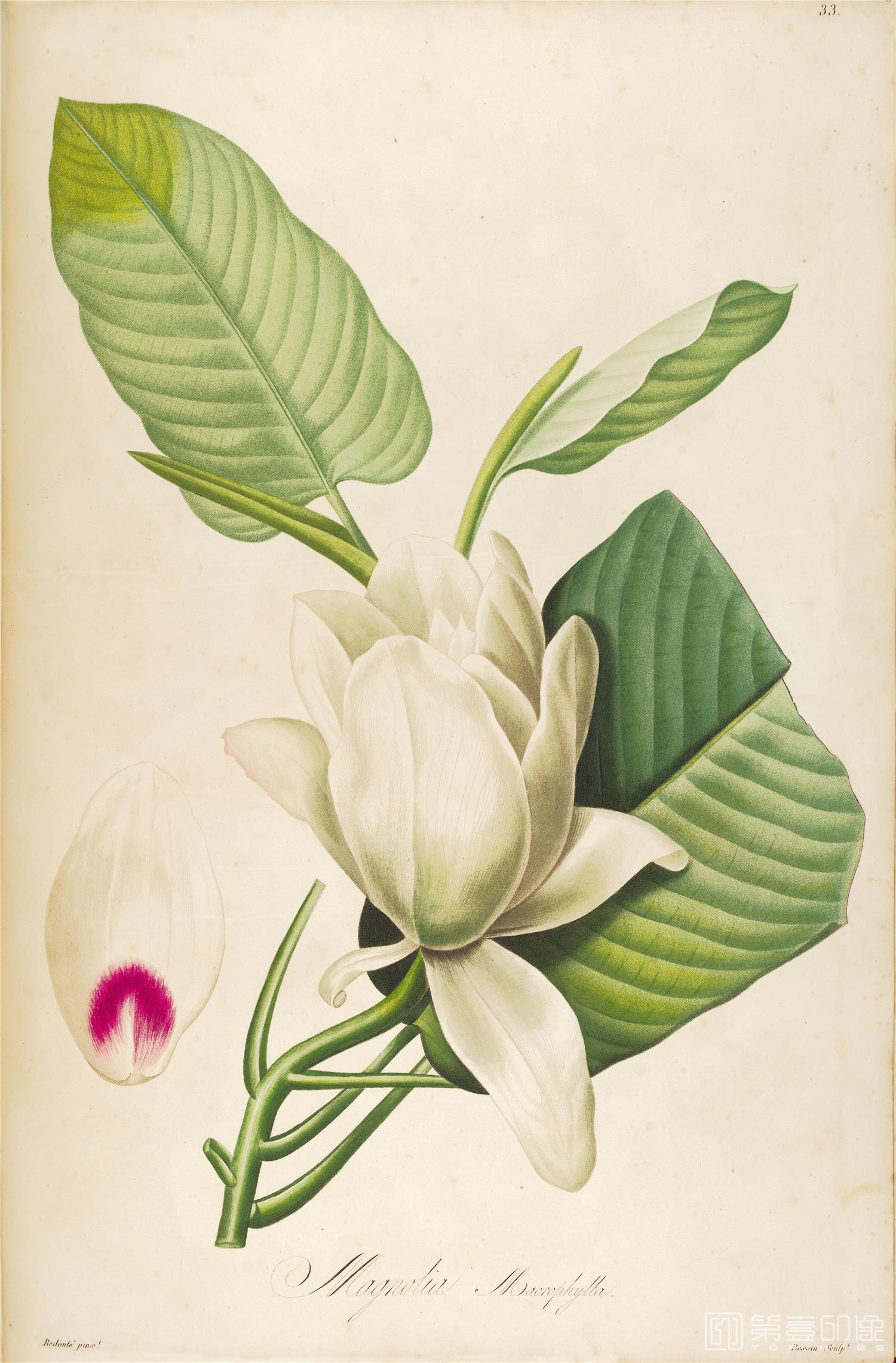 手绘-约瑟夫·雷杜德花卉作品-502