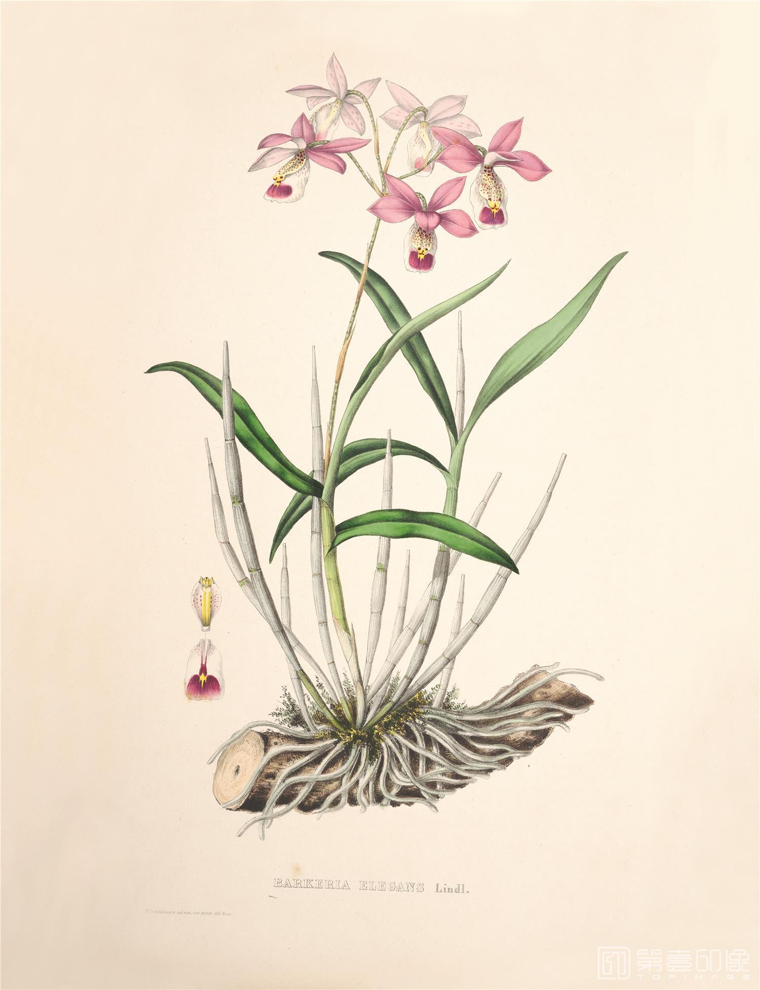 手绘-兰花图谱-59