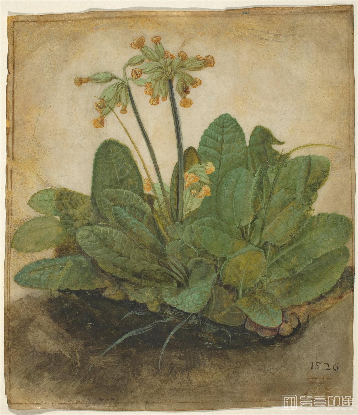 油画-阿尔布雷特·丢勒 Albrecht Dürer作品集-088