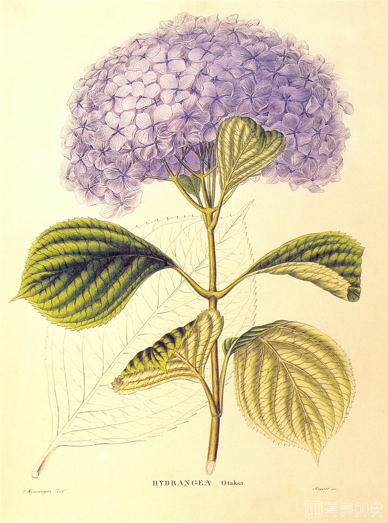 水彩画-花卉装饰画图集-032