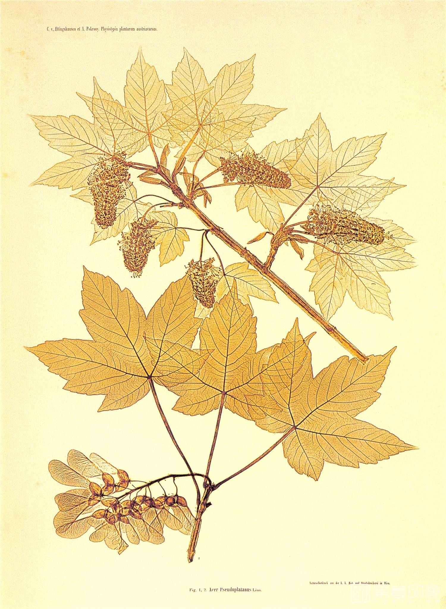 水彩画-花卉装饰画图集-139