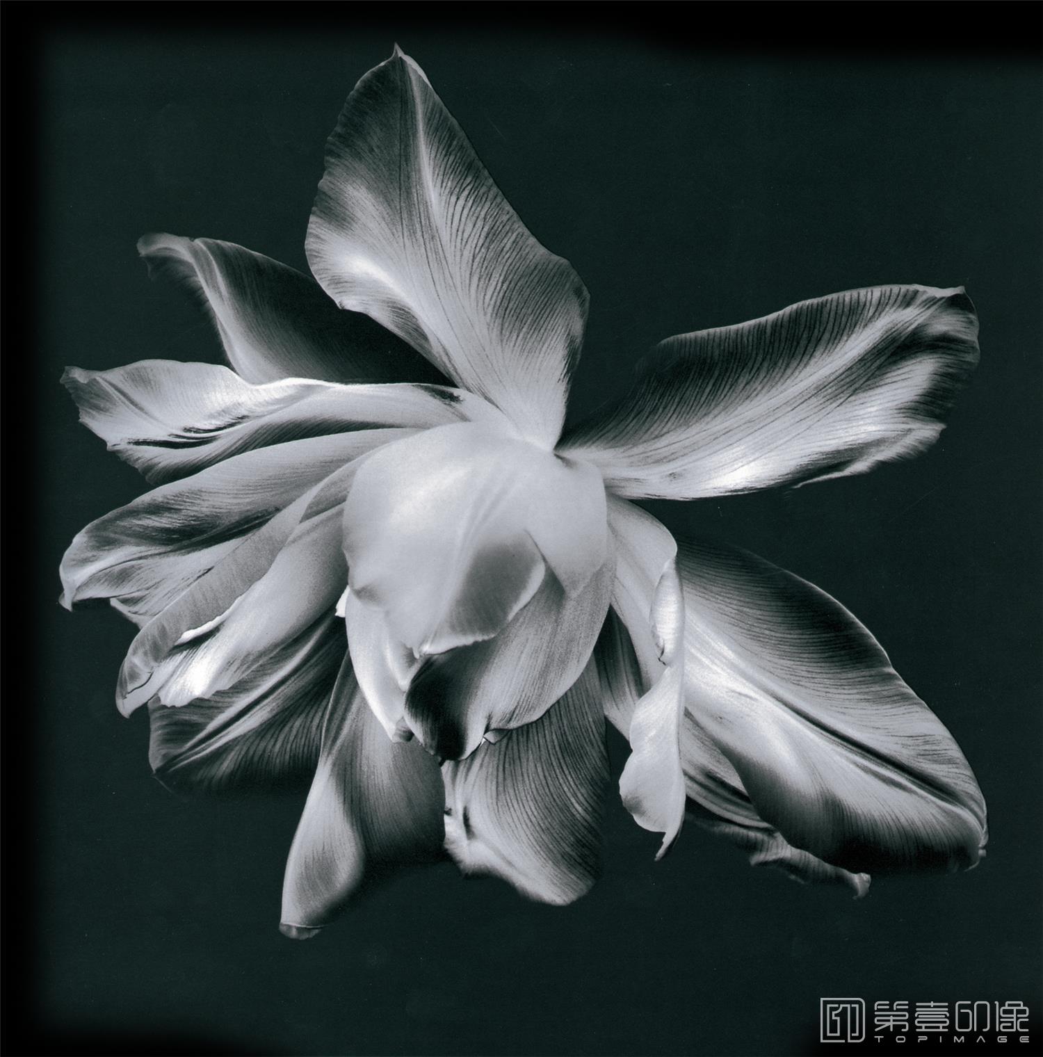 水粉画-