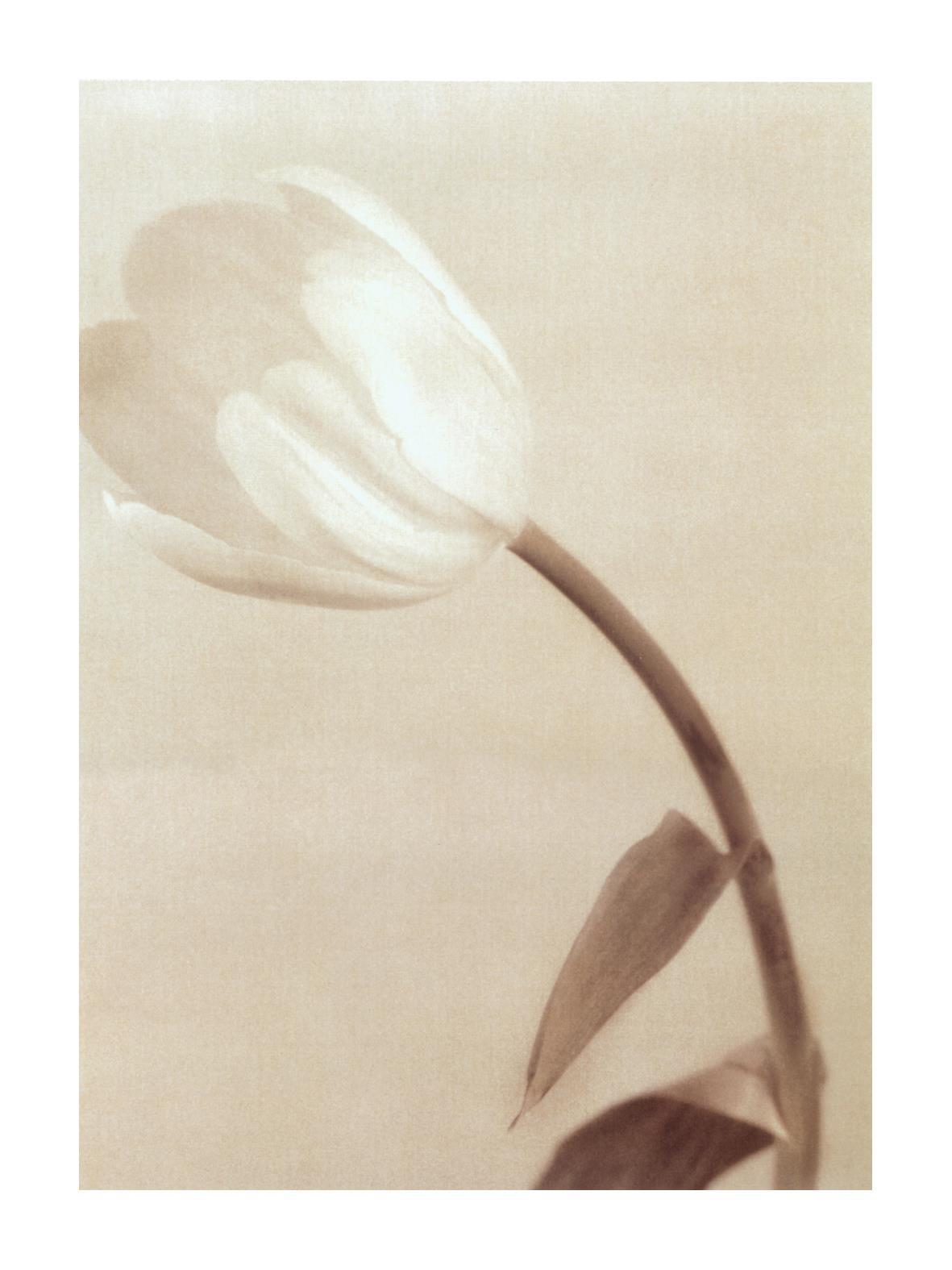 水粉画-