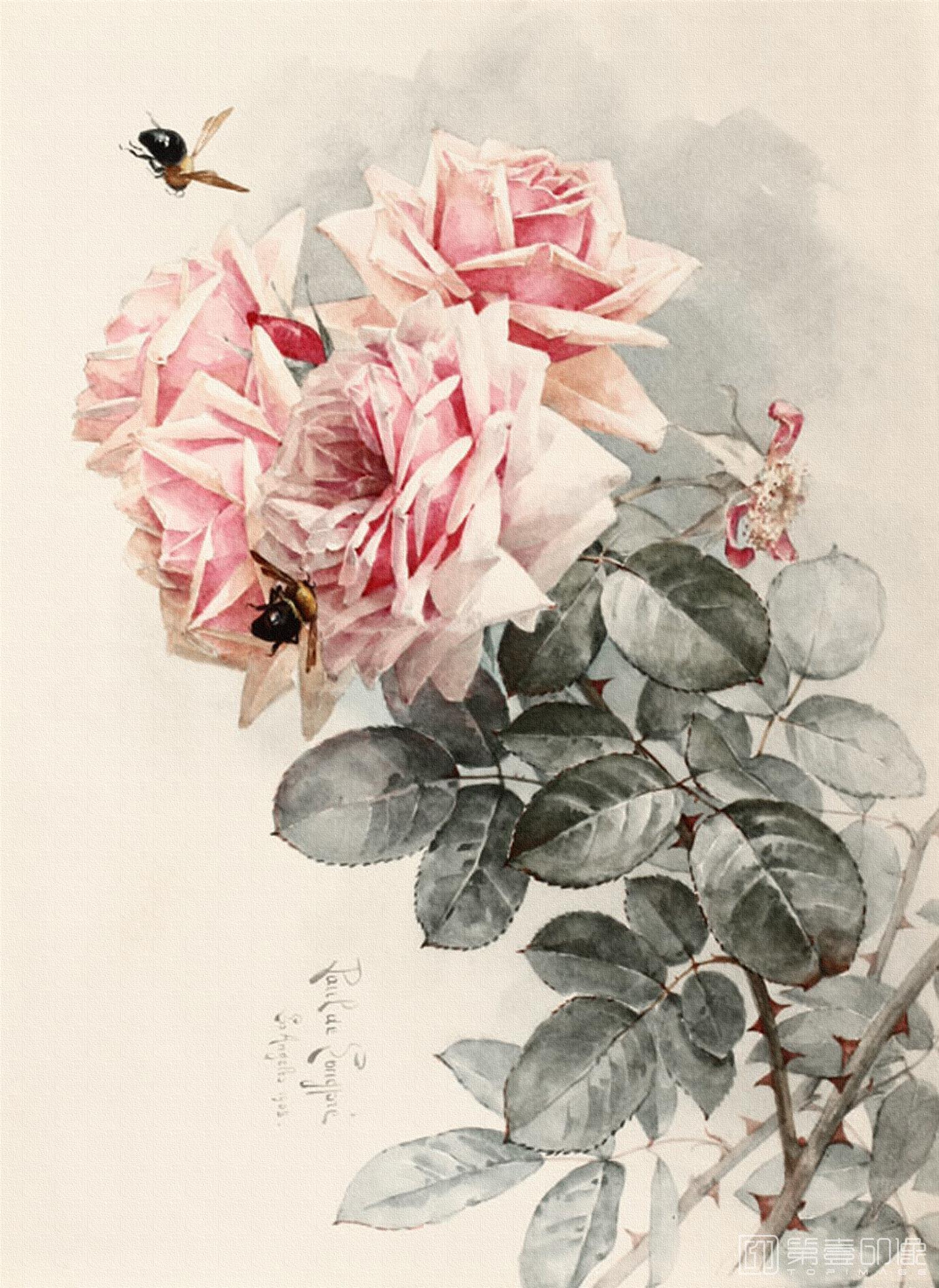 水彩画-花鸟图画合集-008